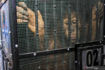 Repatriasi Orangutan dari Thailand ke Indonesia