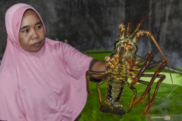 Budidaya lobster di Praya, Lombok Tengah