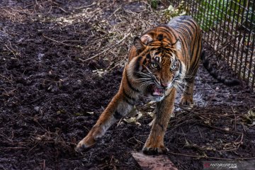 BKSDA lepas liarkan harimau sumatra ke Taman Nasional Gunung Leuser
