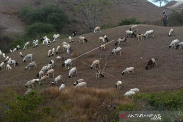 Gembala Ternak Domba Di Perbukitan