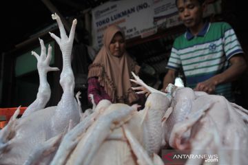 Kenaikan ayam potong di Palembang