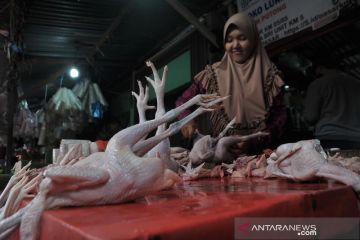 Kenaikan ayam potong di Palembang