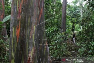 Pohon Loreng Hijau Dari BauBau