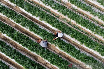 Tentara Israel lepaskan tembakan ke arah petani di Jalur Gaza selatan