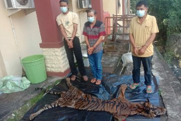 Polda Bengkulu tangkap jaringan penjualan harimau sumatera