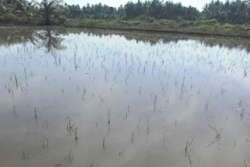 Petani di Aceh Utara rugi Rp42 miliar lebih akibat banjir