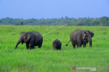 Gajah Sumatra Taman Nasional Way Kambas