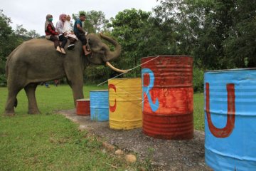 Wisata gajah jinak sumatera di Aceh Selatan
