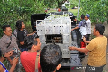 Pemindahan harimau Sumatera ke Barumun Nagari Wildlife Sanctuary