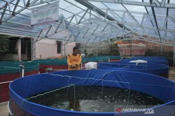 Budidaya lele dengan sistem bioflok di Palembang