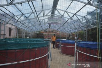 Budidaya lele dengan sistem bioflok di Palembang