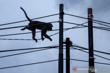 Monyet di Hutan Cisarua datangi permukiman warga