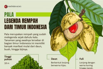 Pala, legenda rempah dari timur Indonesia