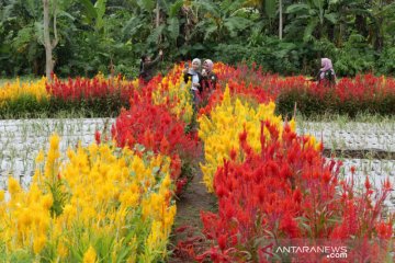 Pemda Banyuwangi tutup seluruh tempat wisata saat libur tahun baru