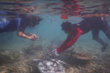 Kisah perburuan penyu hijau di Pulau Enggano