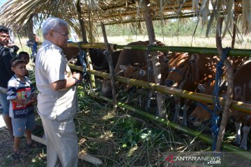 Populasi ternak sapi di NTT tembus satu juta ekor