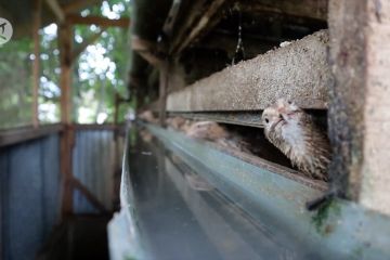 Desa Kaluat Pariaman bina warga budi daya burung puyuh