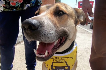 Mengenal si Cano, anjing asisten sopir taksi di Bolivia