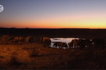 Rentan dilanda kekeringan, Namibia lelang 170 gajah