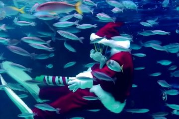 Menonton aksi Sinterklas menyelam di akuarium