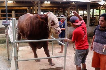 Tingkatkan kualitas sapi Temanggung melalui kontes ternak