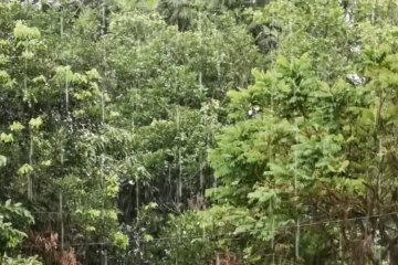 Musim hujan, BMKG imbau waspada baliho dan pohon tumbang