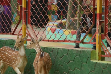 Kebun binatang di Bangladesh dipadati pengunjung usai 5 bulan tutup akibat COVID-19