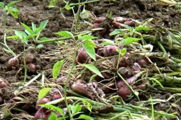 Pandemi, warga Bantul beralih tanam bawang merah semi organik