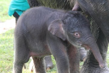 Populasi gajah Sumatera bertambah di Taman Nasional Tesso Nilo