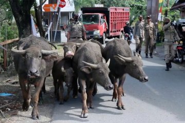 Satpol PP Aceh Barat razia hewan ternak