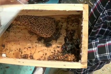 Budidaya lebah tanpa sengat