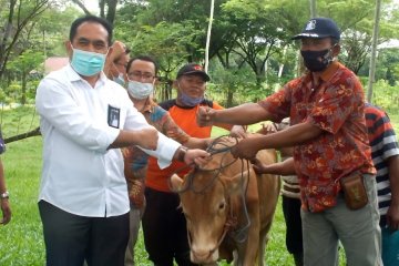 PTPN XII Salurkan Rp 9,2 M Dana Kemitraan untuk peternak sapi