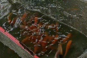 Tingkat konsumsi ikan di Temanggung meningkat