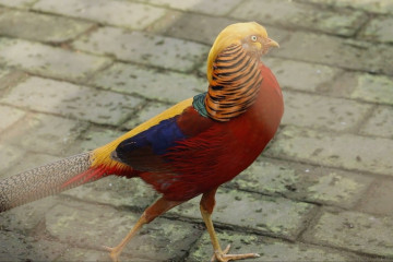 Cantiknya burung pegar emas, si "palet berjalan"