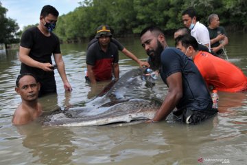 Seekor hiu paus tutul terdampar di Sungai Wanggu