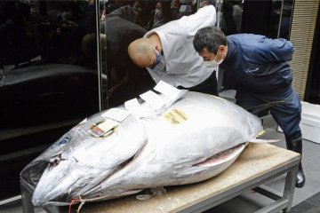 Lelang tahun baru, ikan tuna terjual 2 miliar rupiah di Tokyo