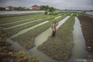 Wah, ternyata Jakarta masih punya lahan pertanian