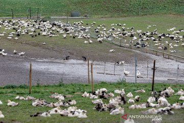 Prancis berencana musnahkan 600.000 unggas cegah flu burung