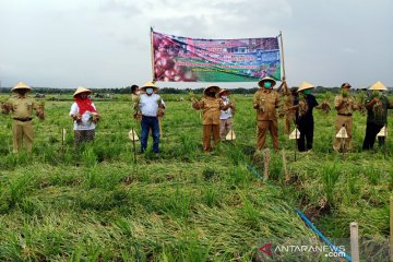 Petani milenial garap Bulak Srikayangan jadi sentra bawang merah DIY