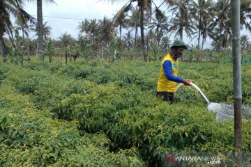 Sinergi petani dan pemerintah kelola hasil panen pada masa pandemi