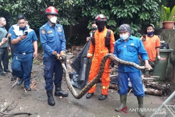 Dalam sehari, Damkar Jakbar evakuasi dua ular sanca di Kebon Jeruk