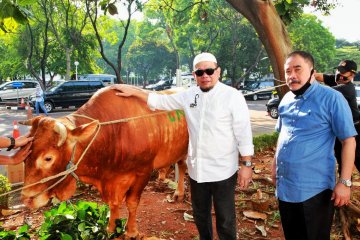 DPD minta pemerintah tanggapi potensi lonjakan harga sapi potong