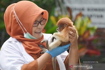 Bekantan "si monyet Belanda" di ambang kepunahan