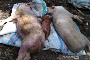 Kasus demam babi Afrika di Filipina turun drastis
