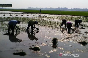 Pupuk Kujang siapkan 85.372 ton pupuk hadapi musim tanam di Jabar