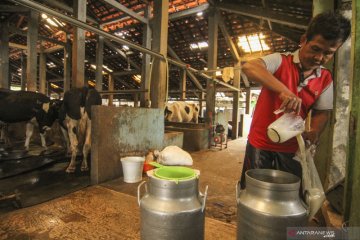 Jakarta Selatan miliki 175 peternak yang menghasilkan daging dan susu
