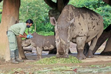 Terancam punah, koleksi badak putih di Taman Safari Bogor bertambah