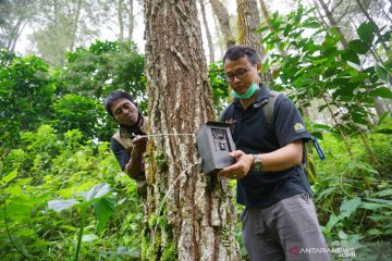 Pemasangan kamera untuk memantau keberadaan satwa liar