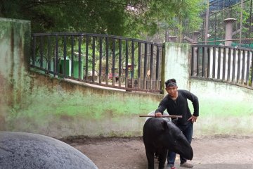 Usia kandungan 12 bulan, Tapir Taman Rimba dua bulan lagi melahirkan