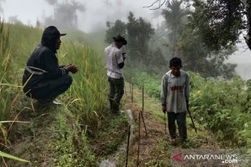 Beruang madu kembali muncul di kawasan Kelok 44 Agam